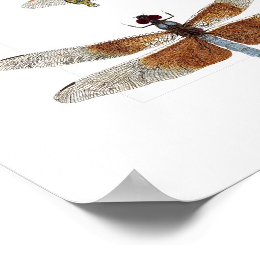 Poster van vijf libellen (Hoek)