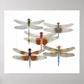 Poster van vijf libellen (Voorkant)