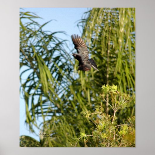 Poster van vliegende stollen (Voorkant)