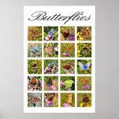 Poster van vlinder (Voorkant)