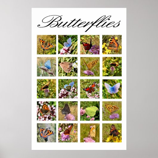 Poster van vlinder (Voorkant)