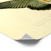  poster van vlinder (Hoek)