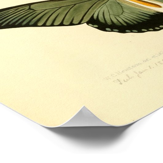  poster van vlinder (Hoek)