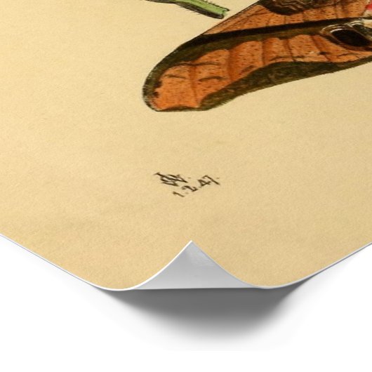  Poster van vlinder (Hoek)