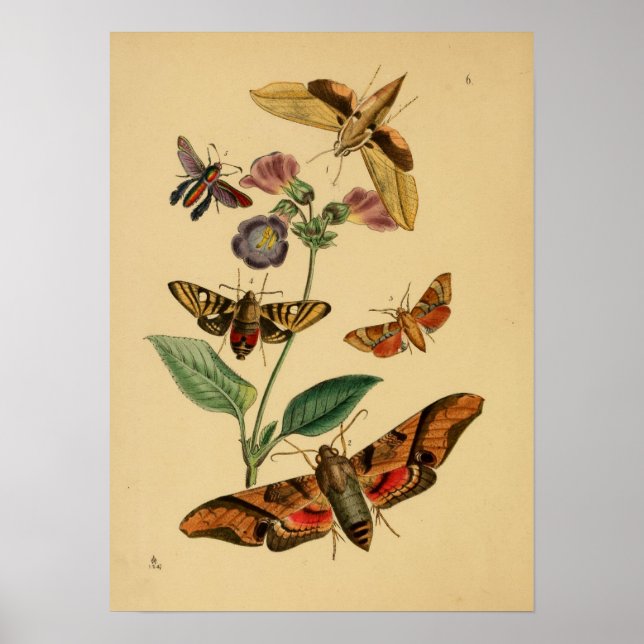  Poster van vlinder (Voorkant)