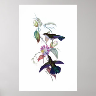 Poster van vogels