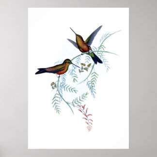 Poster van vogels
