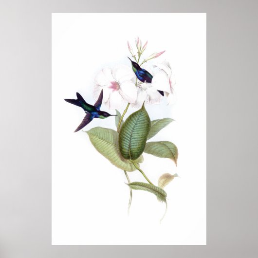 Poster van vogels (Voorkant)