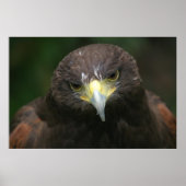 Poster van vogels 13 (Voorkant)