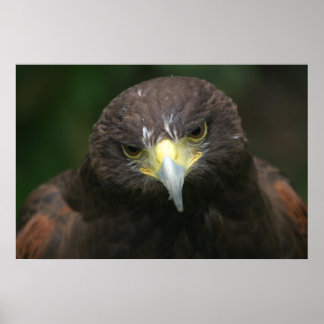 Poster van vogels 13