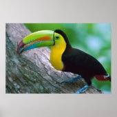 Poster van vogels 16 (Voorkant)