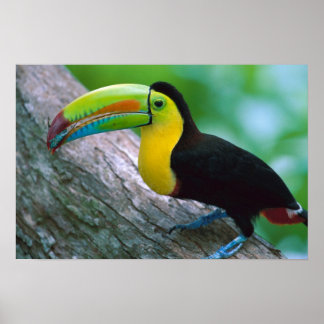 Poster van vogels 16