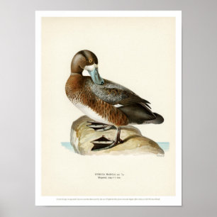  Poster van vogels - Groter licht