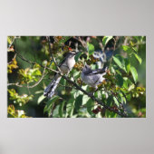 Poster van volwassen spotvogel en jonge spotvogel (Voorkant)