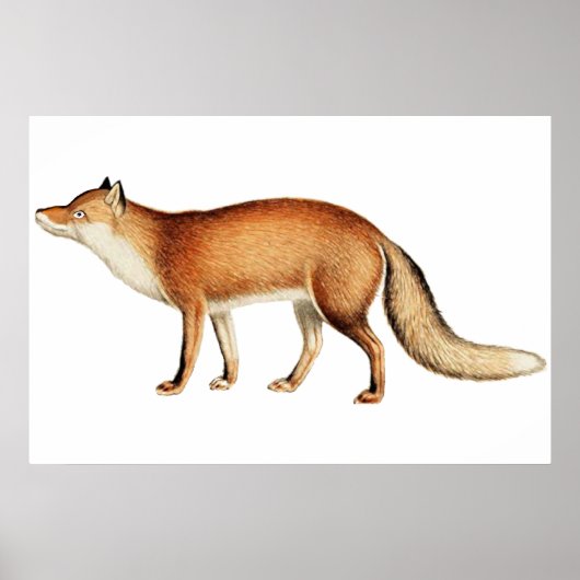 Poster van vos (Voorkant)