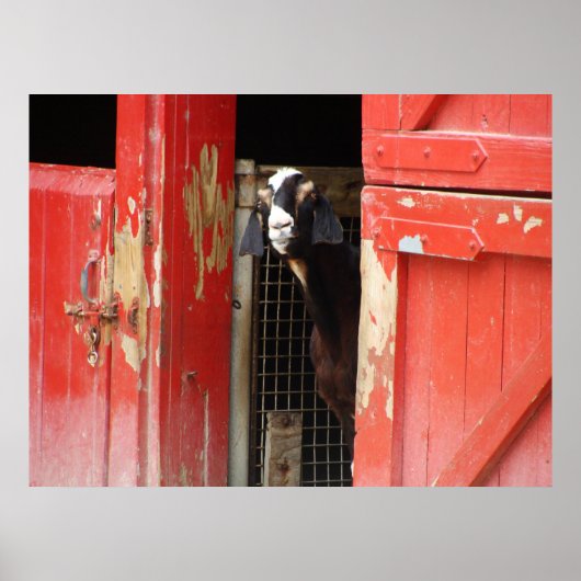 Poster van vreemde geiten (Voorkant)