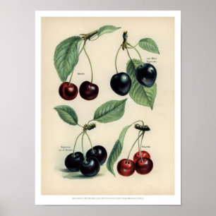 poster van vruchten - Cherry