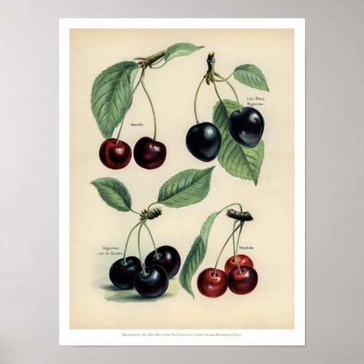 poster van  vruchten - Cherry (Voorkant)