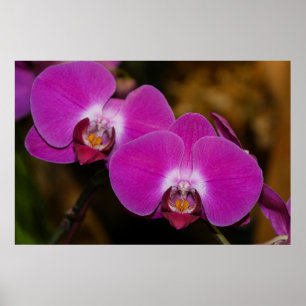 Poster van warme roze orchideeën