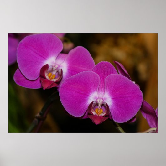 Poster van warme roze orchideeën (Voorkant)