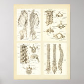Poster van wervelkolom en wervels (Voorkant)