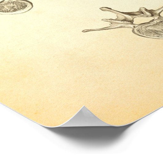 Poster van wervelkolom en wervels Anatomie Chiropr (Hoek)