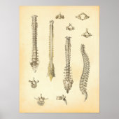Poster van wervelkolom en wervels Anatomie Chiropr (Voorkant)