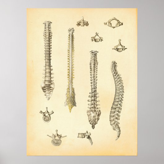 Poster van wervelkolom en wervels Anatomie Chiropr (Voorkant)