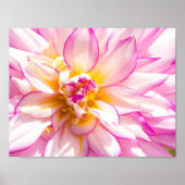 Poster van White en Roze Dahlia (Voorkant)