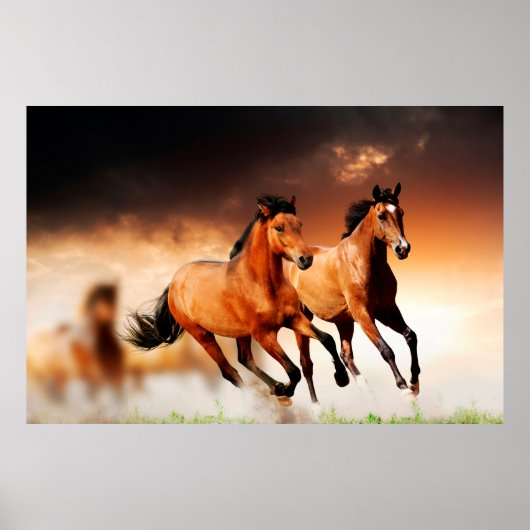 Poster van wilde bruine paarden opleggen (Voorkant)