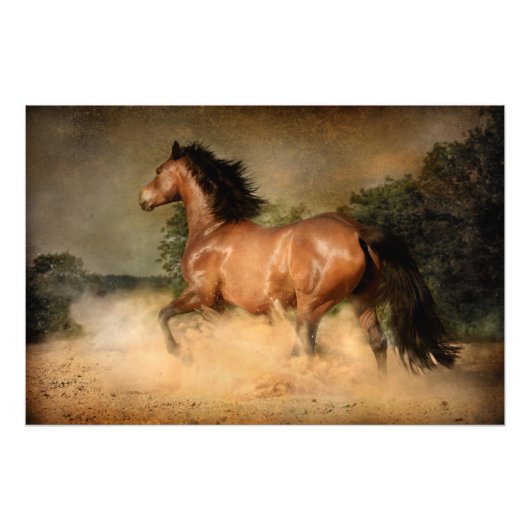 poster van wilde paarden (Voorkant)