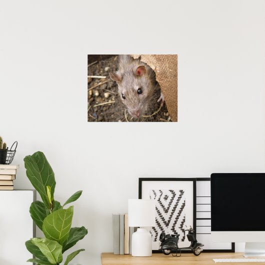 Poster van wilde ratten (Thuiskantoor)