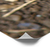 Poster van wilde ratten (Hoek)