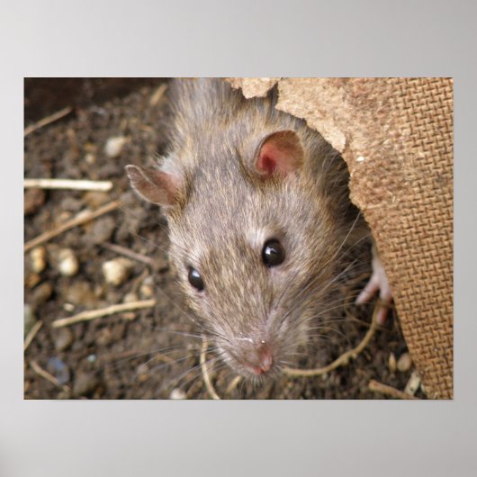 Poster van wilde ratten (Voorkant)