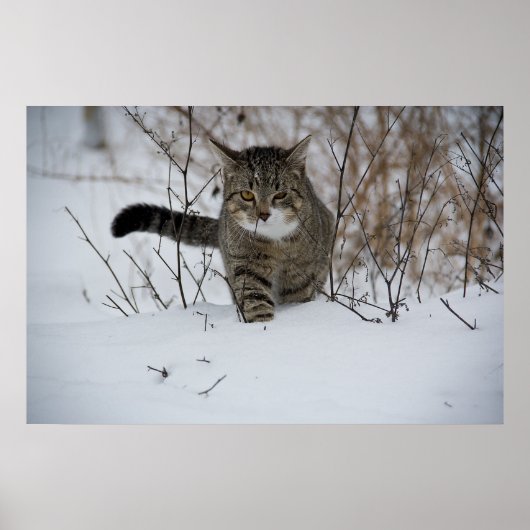 poster van winterkatten (Voorkant)