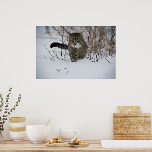poster van winterkatten (Keuken)
