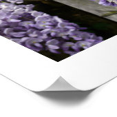 Poster van Wisteria (Hoek)