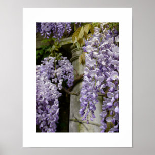 Poster van Wisteria