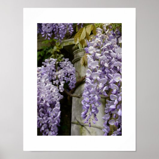 Poster van Wisteria (Voorkant)
