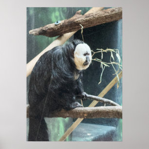 Poster van witgezichtsaki-aap