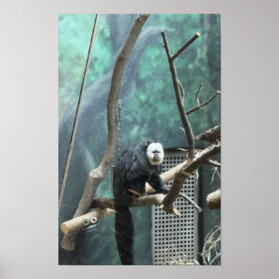Poster van witgezichtsaki-aap