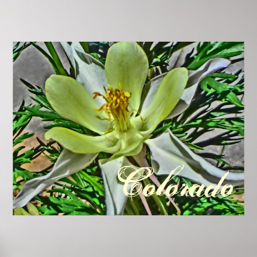 Poster van witte bloemen (Voorkant)