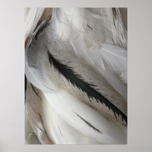 Poster van witte en zwarte veren (Voorkant)