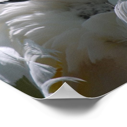 Poster van witte katkatoenvogel (Hoek)