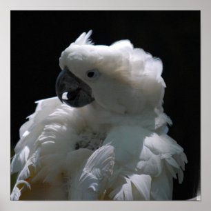 Poster van witte katoenvogel