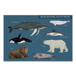 Poster van zeezoogdieren / wilde dieren