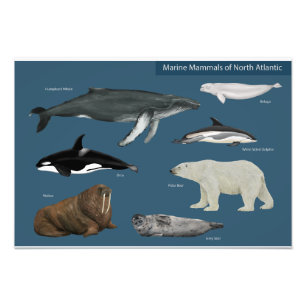 Poster van zeezoogdieren / wilde dieren