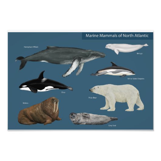 Poster van zeezoogdieren / wilde dieren (Voorkant)