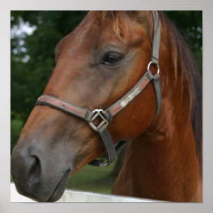 Poster van zoete kastanjepaarden