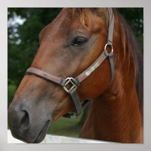Poster van zoete kastanjepaarden (Voorkant)